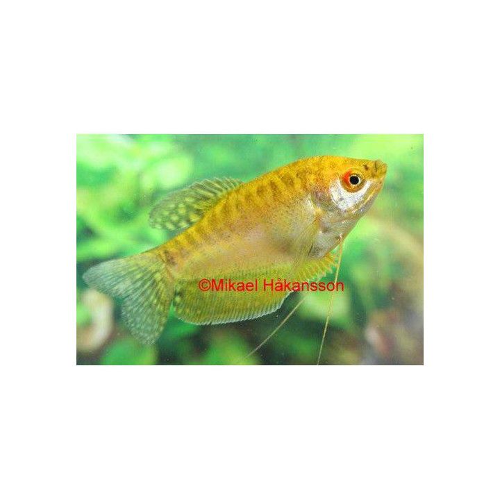 Three spot gourami "Gold" 5-6 cm Trichopodus trichopterus