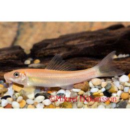 Algätare Guld 4-5CM Gyrinocheilus aymonieri