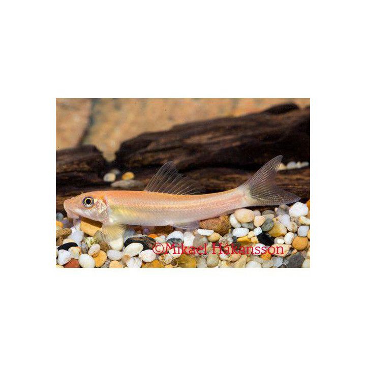 Algätare Guld 4-5CM Gyrinocheilus aymonieri