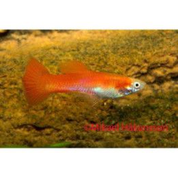 Miljoonakala koiras punainen neon 3-4,5 cm -