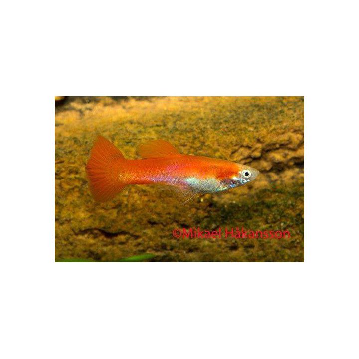 Miljoonakala koiras punainen neon 3-4,5 cm -