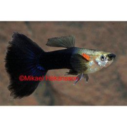 Miljoonakala koiras black and white 3-4,5 cm -