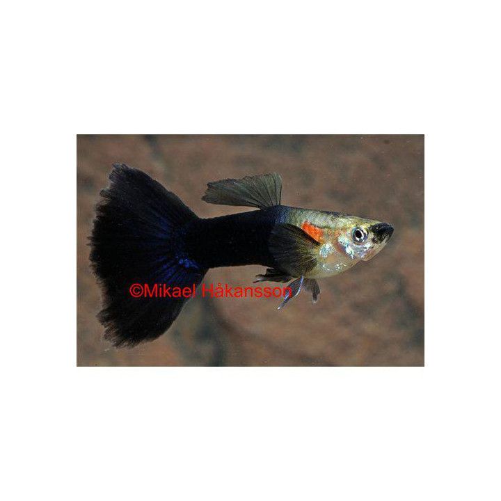 Miljoonakala koiras black and white 3-4,5 cm -