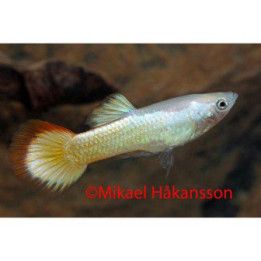 Miljoonakala koiras sunset 3-4,5 cm -