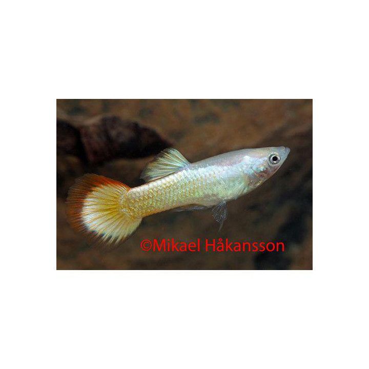 Miljoonakala koiras sunset 3-4,5 cm -