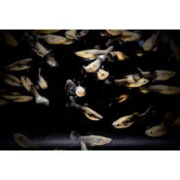 Miljoonakala naaras sininen delta 3-4,5 cm -