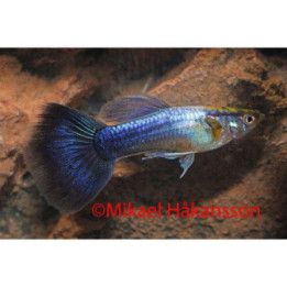 Miljoonakala koiras sininen neon 3-4,5 cm -