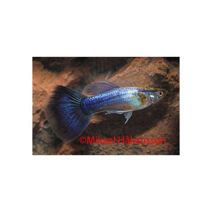 Miljoonakala koiras sininen neon 3-4,5 cm -