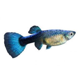Miljoonakala naaras sininen neon 3-4,5 cm -