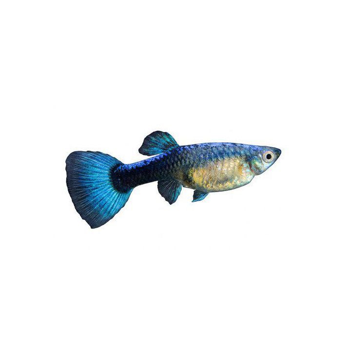Miljoonakala naaras sininen neon 3-4,5 cm -