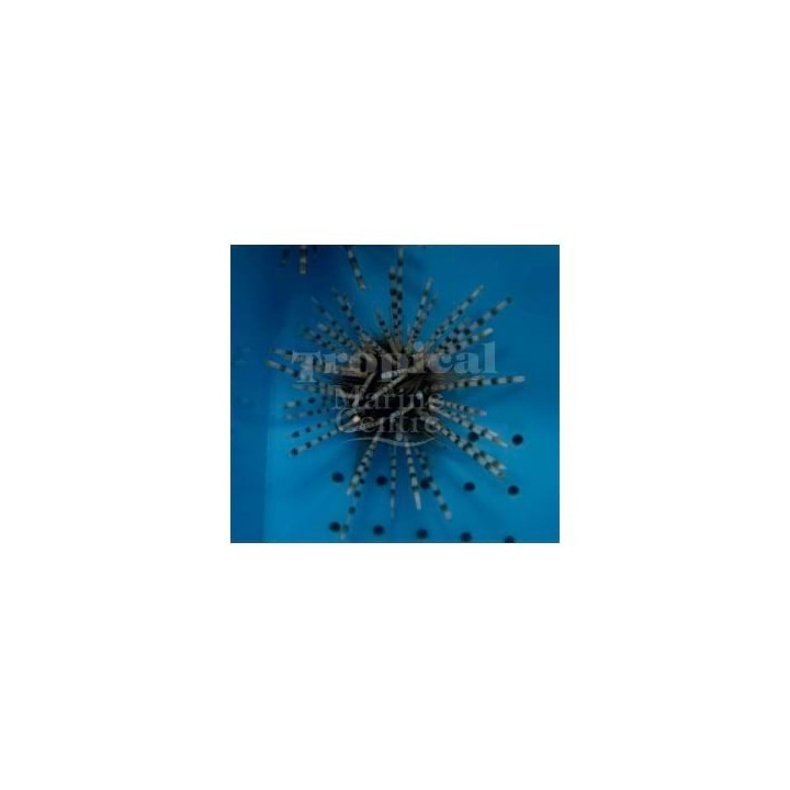 Echinothrix calamaris - Longspine Urchin - Banded
