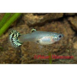 Miljoonakala naaras king cobra vihreä 3-4,5 cm -