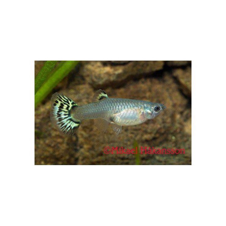 Miljoonakala naaras king cobra vihreä 3-4,5 cm -
