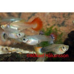 Miljoonakala naaraat sekoitus 3,5-4,5 cm -