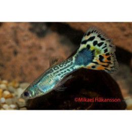Miljoonakala koiras tiikeri neon 3-4,5 cm -