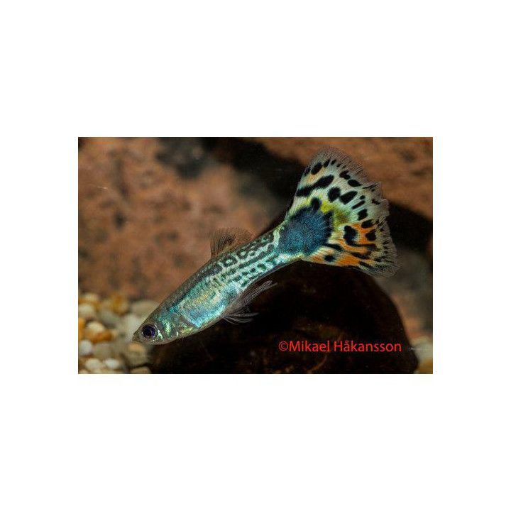 Miljoonakala koiras tiikeri neon 3-4,5 cm -