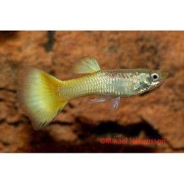 Miljoonakala koiras german yellow 3-4,5 cm -