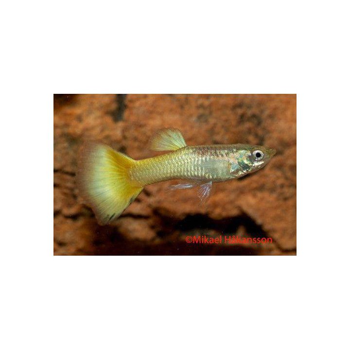 Miljoonakala koiras german yellow 3-4,5 cm -