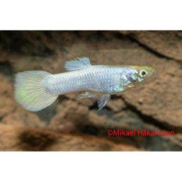 Miljoonakala koiras snow white 3-4,5 cm -