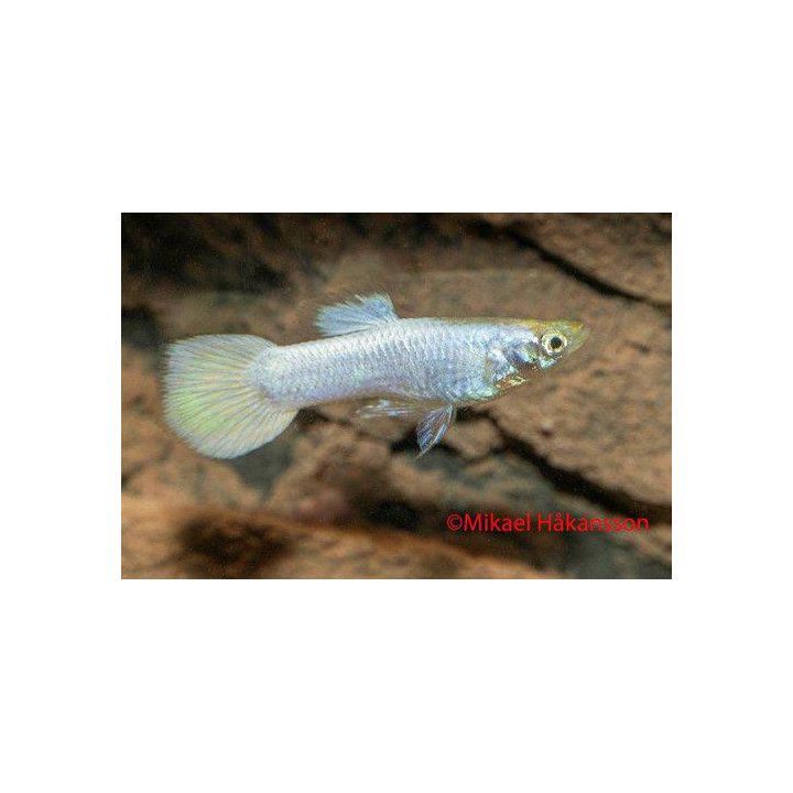 Miljoonakala koiras snow white 3-4,5 cm -