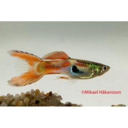 Miljoonakala koiras double sword 3-4,5 cm -