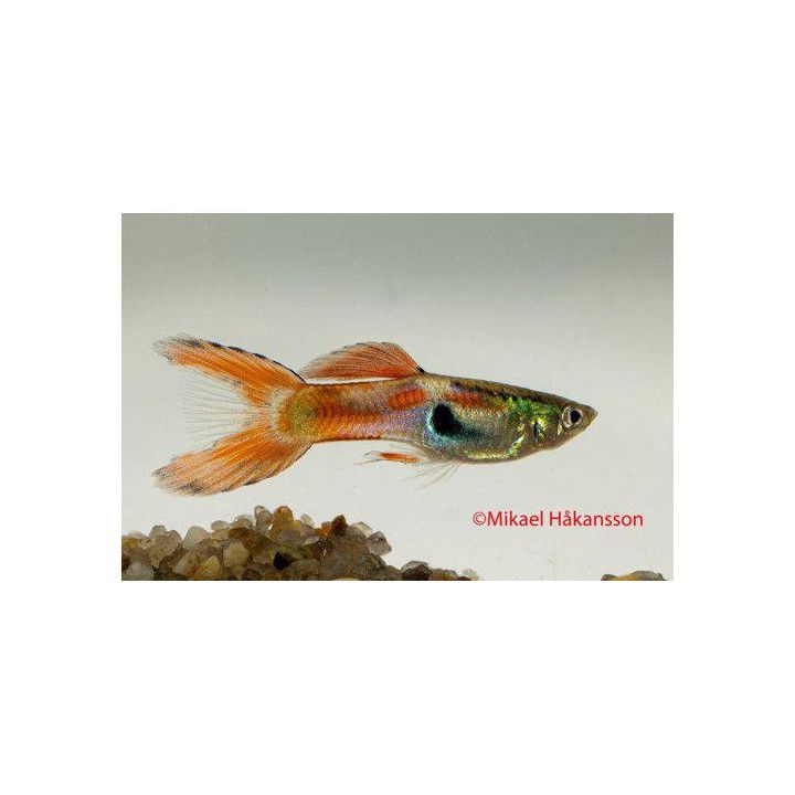 Miljoonakala koiras double sword 3-4,5 cm -