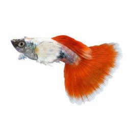 Miljoonakala koiras norsunkorva santa claus 3-4,5 cm -