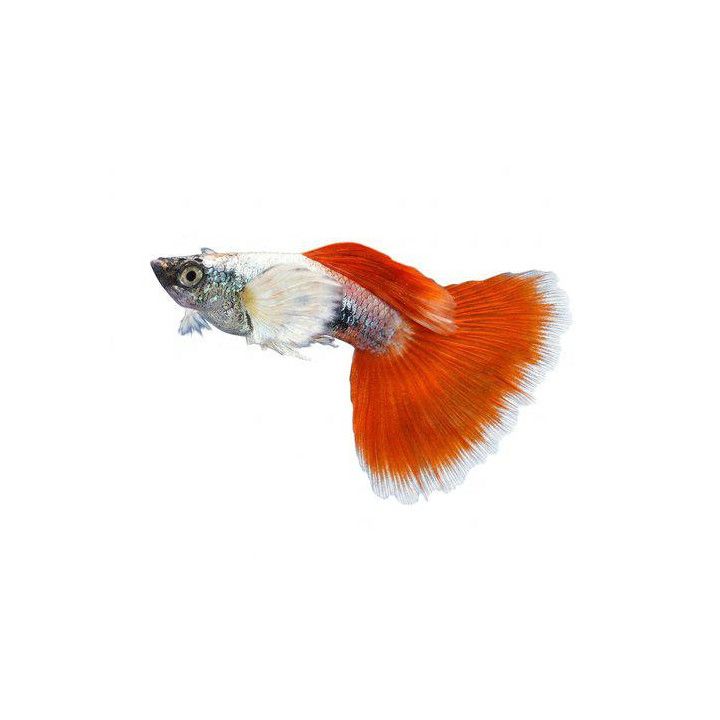 Miljoonakala koiras norsunkorva santa claus 3-4,5 cm -