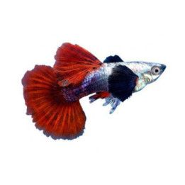 Miljoonakala koiras silver tuxedo red norsunkorva 3-4,5 cm -