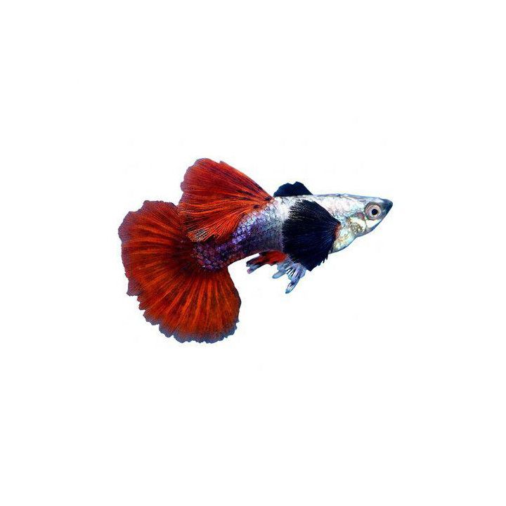 Miljoonakala koiras silver tuxedo red norsunkorva 3-4,5 cm -