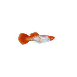 Miljoonakala koiras koi cobra 3-4,5 cm -