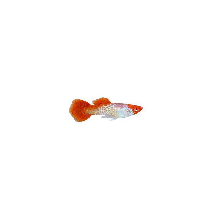 Miljoonakala koiras koi cobra 3-4,5 cm -