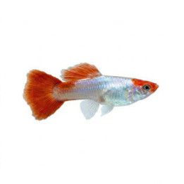 Miljoonakala naaras koi cobra 3-4,5 cm -