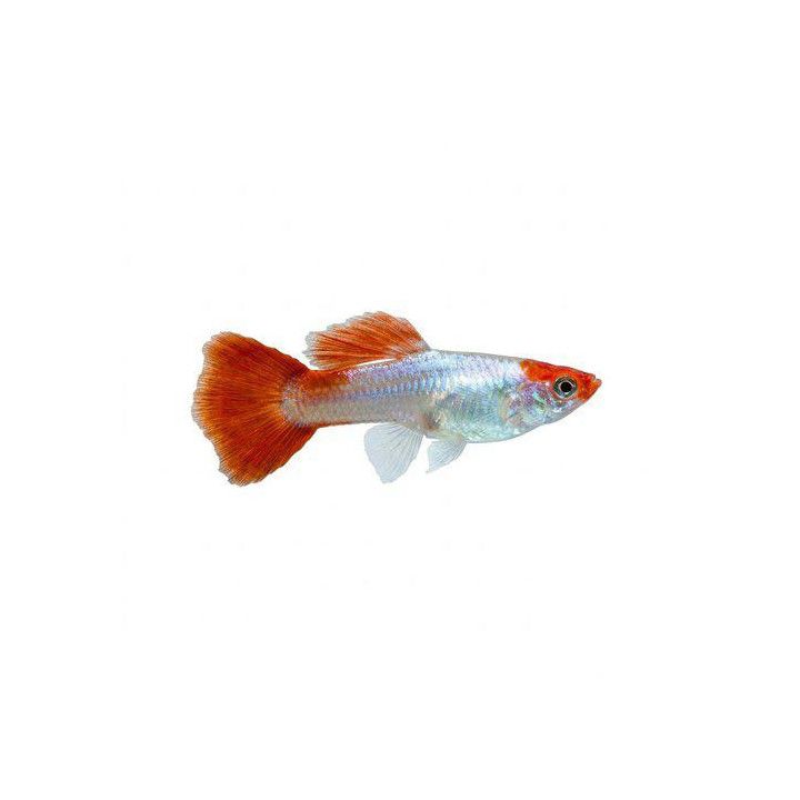 Miljoonakala naaras koi cobra 3-4,5 cm -