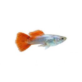 Miljoonakala koiras pink 3-4,5 cm -