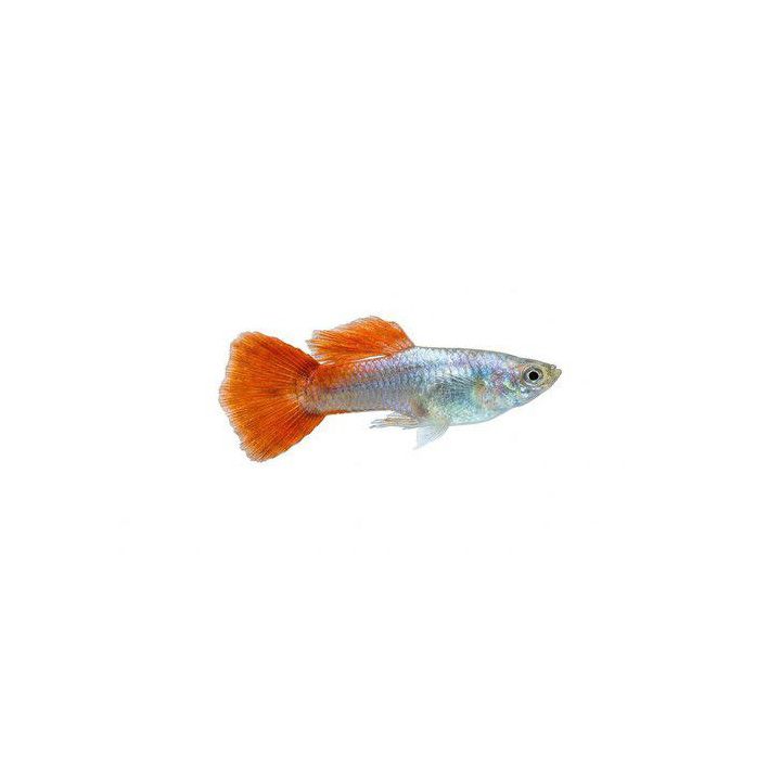 Miljoonakala koiras pink 3-4,5 cm -