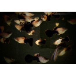 Miljoonakala koiras pink tuxedo 3-4,5 cm -