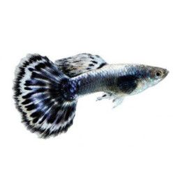 Miljoonakala koiras blue elephant puolikuu 3-4,5 cm -