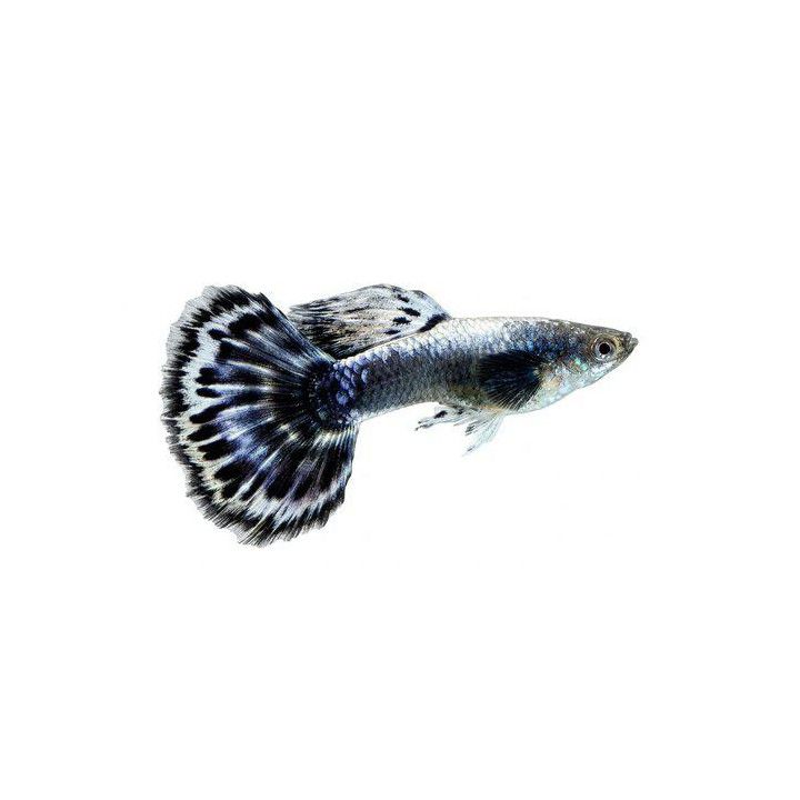 Miljoonakala koiras blue elephant puolikuu 3-4,5 cm -