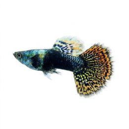 Miljoonakala koiras norsunkorva dragon 3-4,5 cm -