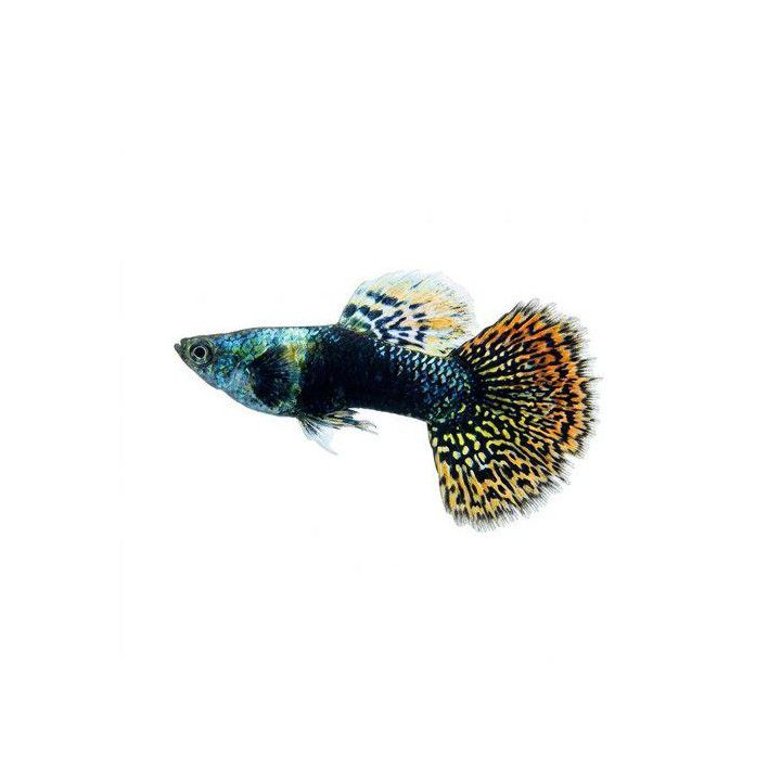 Miljoonakala koiras norsunkorva dragon 3-4,5 cm -
