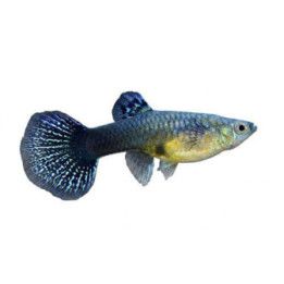 Miljoonakala naaras norsunkorva dragon 3-4,5 cm -