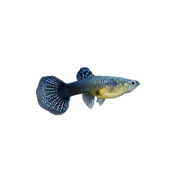 Miljoonakala naaras norsunkorva dragon 3-4,5 cm -
