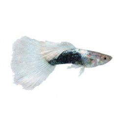 Miljoonakala koiras white tuxedo 3-4,5 cm -