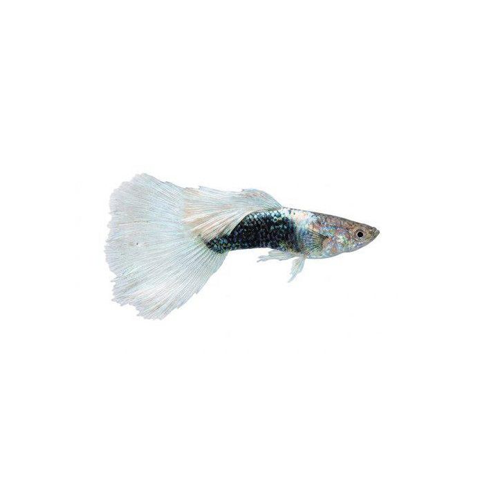 Miljoonakala koiras white tuxedo 3-4,5 cm -