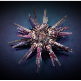 Eucidaris tribuloides - Mine Urchin