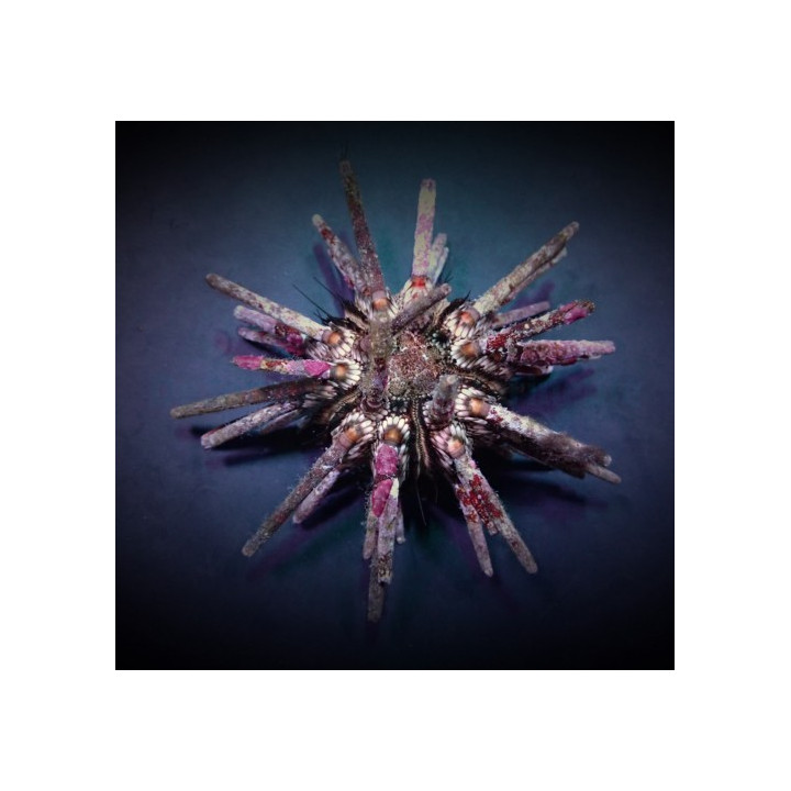 Eucidaris tribuloides - Mine Urchin