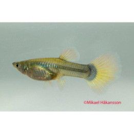 Miljoonakala naaras white tuxedo 3-4,5 cm -