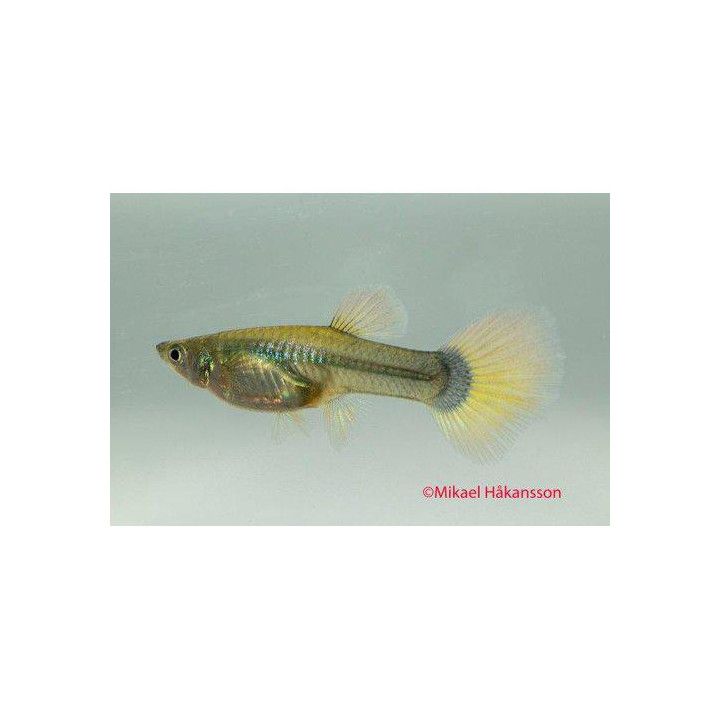 Miljoonakala naaras white tuxedo 3-4,5 cm -