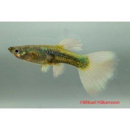 Miljoonakala naaras platinumelephant ear 3-4,5 cm -